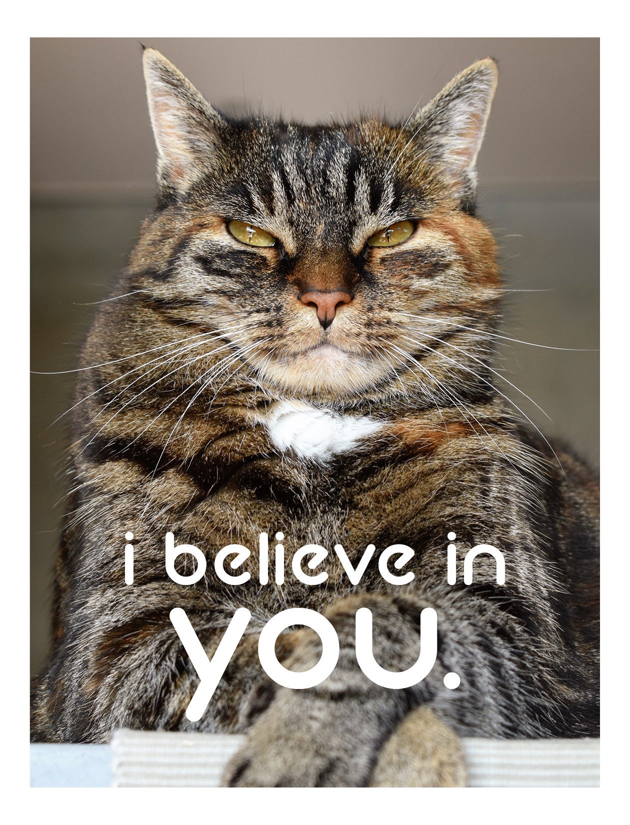 The I Believe in You From the Cat Card